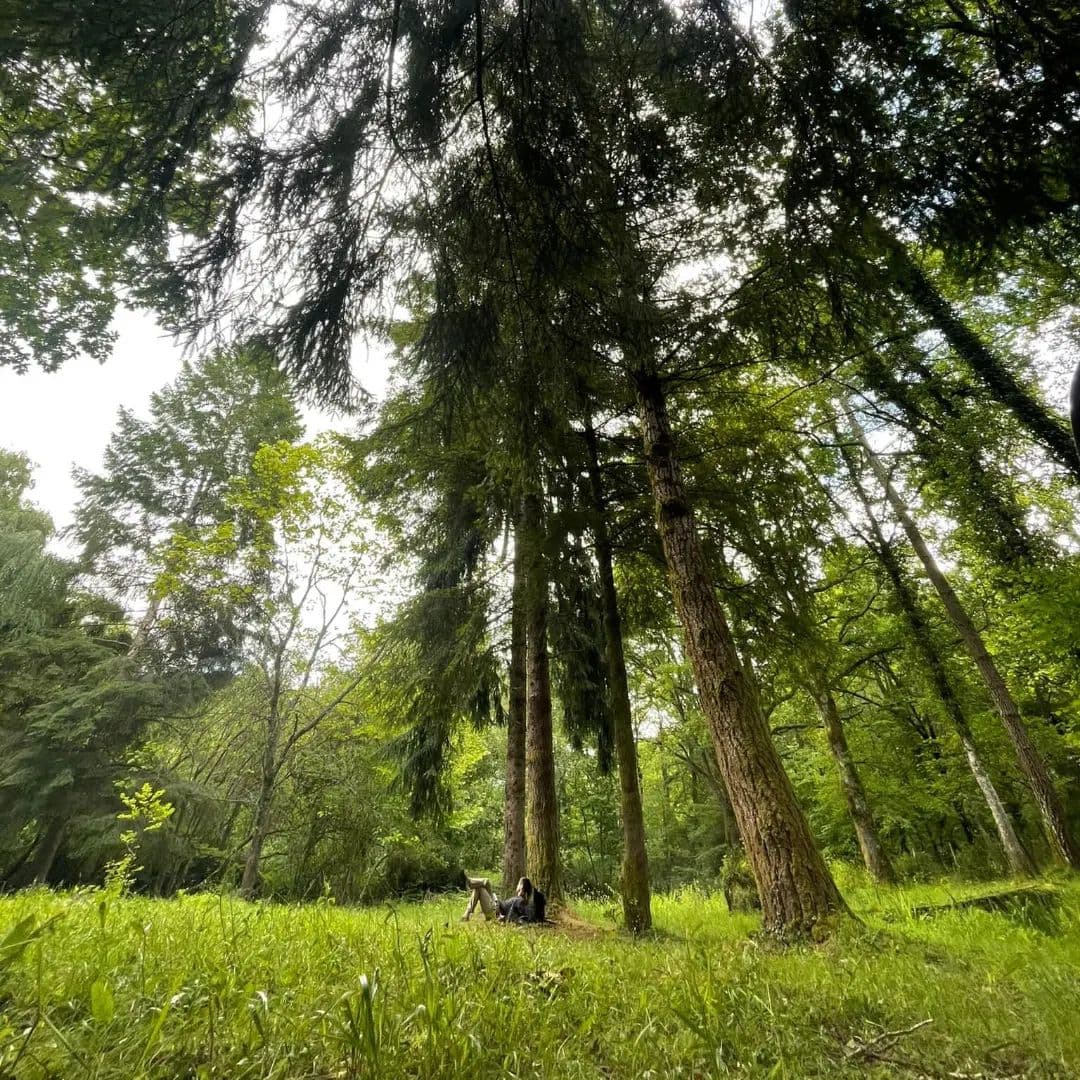 Baño de bosque individual: reconexión y meditación en la naturaleza