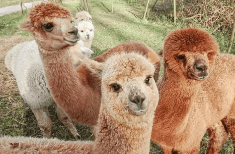Ven a conocer la granja de alpacas: Una experiencia única para toda la familia