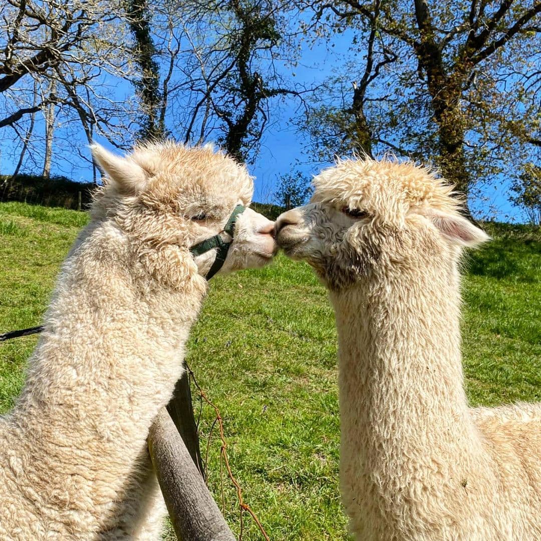 Ven a conocer la granja de alpacas: Una experiencia única para toda la familia