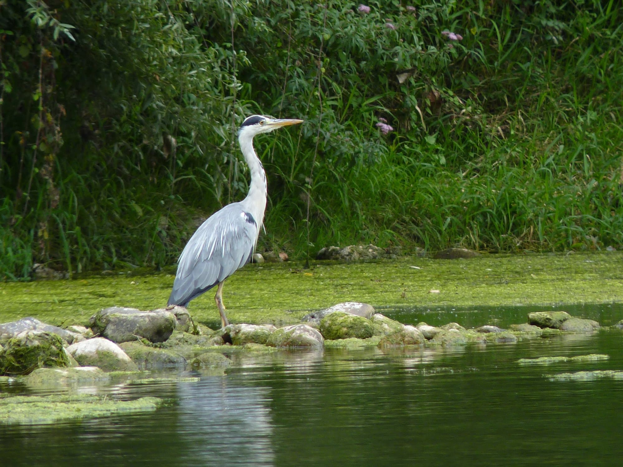 Descenso del Sella ornitológico: Navega entre aves y naturaleza