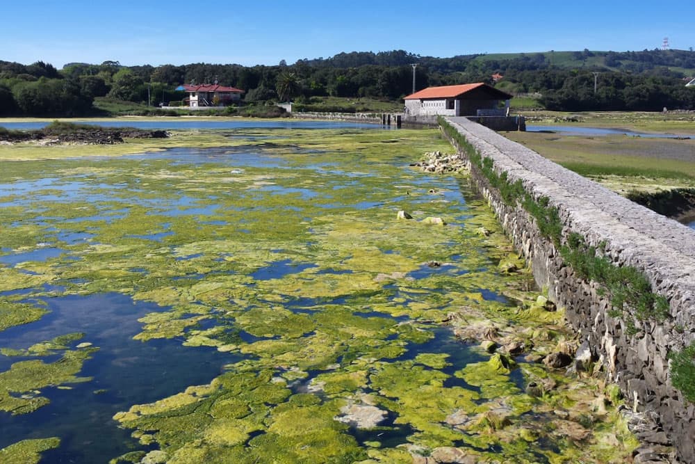 Travesía en SUP por las marismas de Santoña