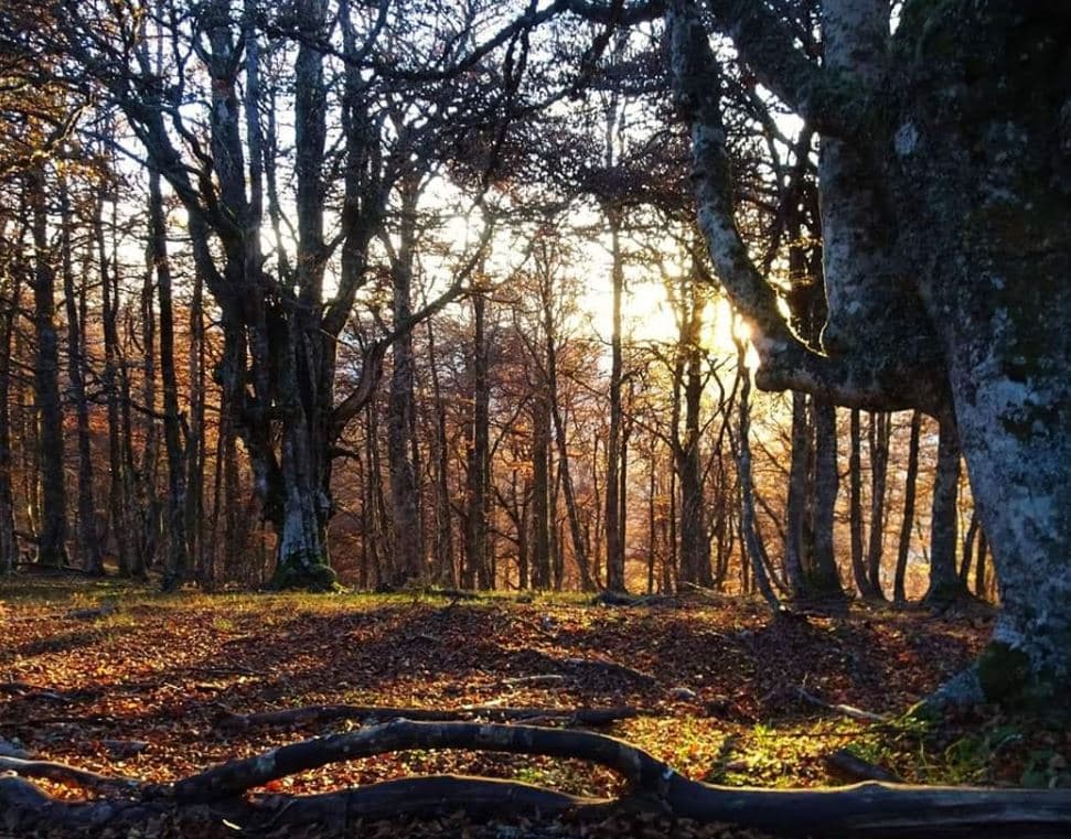 Ruta guiada al Monte Allende: Una de las mejores rutas del Parque Natural de Redes