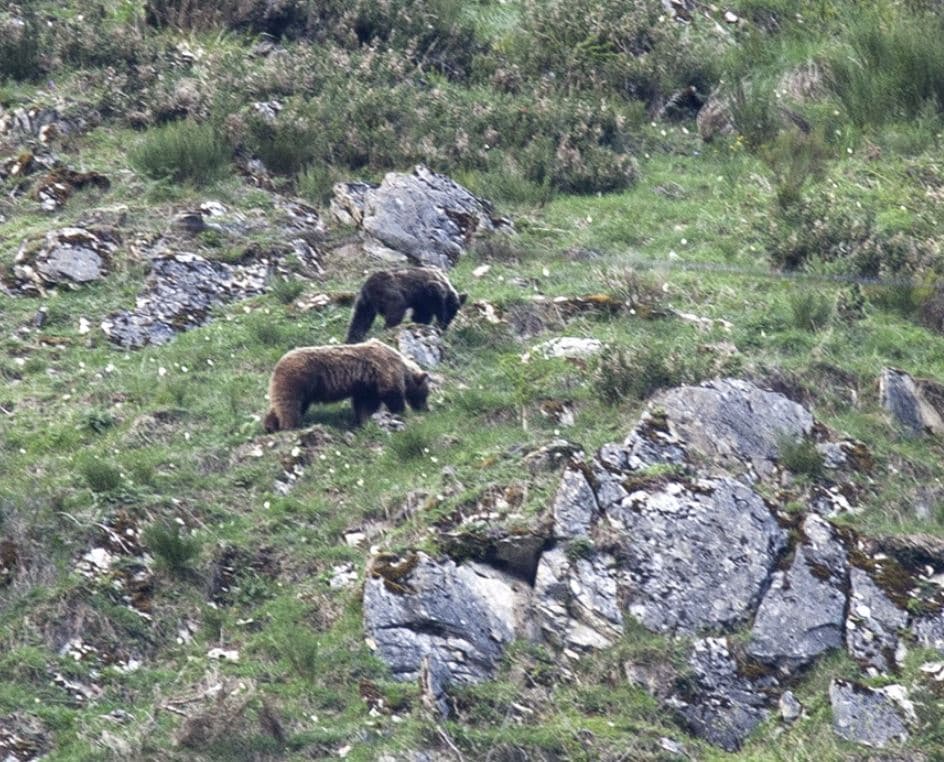 Avistamiento de Oso Pardo Cantábrico