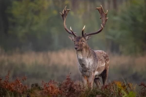 Increíble Tour 'La Berrea' en Parque Natural del Saja desde Torrelavega