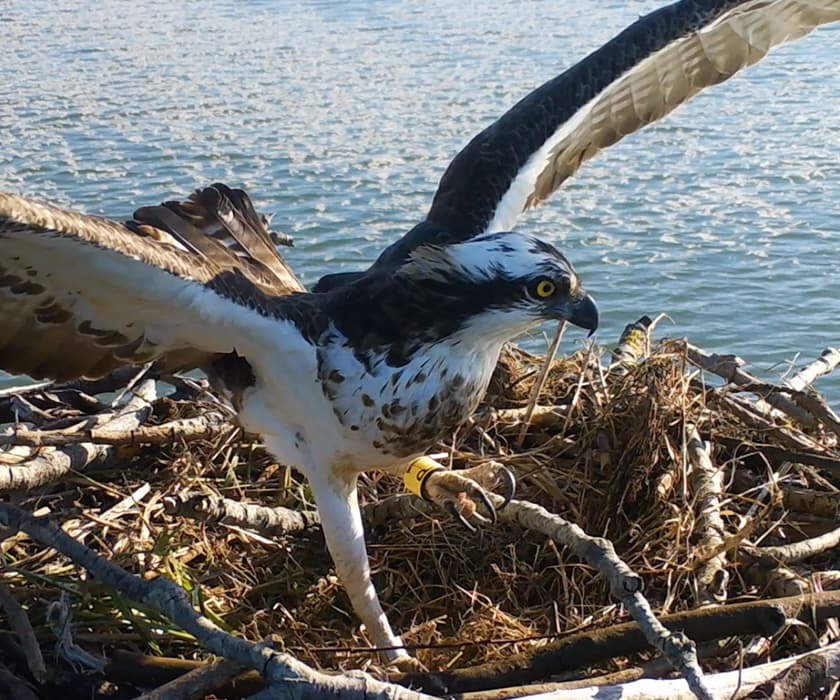 Ruta en barco por la Ría de Cubas: Observación del Águila pescadora en Cantabria