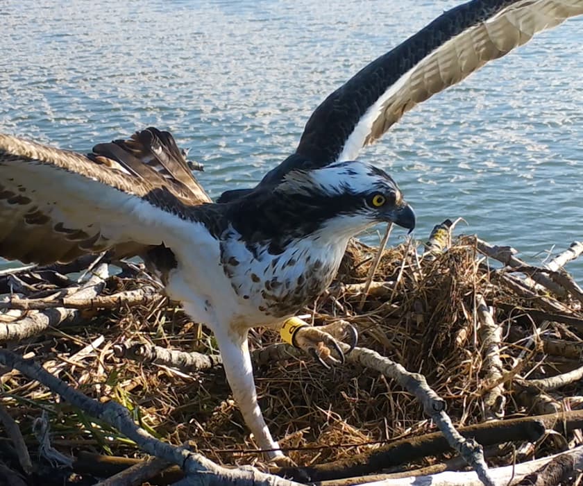 Ruta en barco Cantabria: Águila pescadora en la ría de cubas