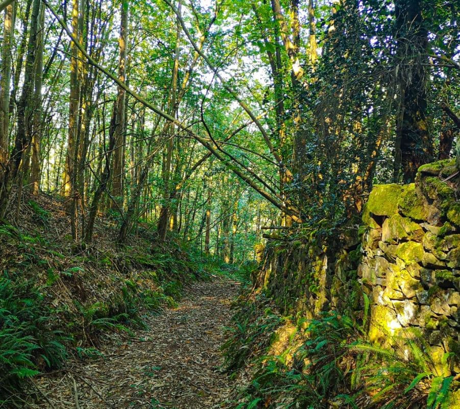 Escapada de senderismo guiado a Los Oscos, Asturias: Disfruta de la naturaleza y tradiciones