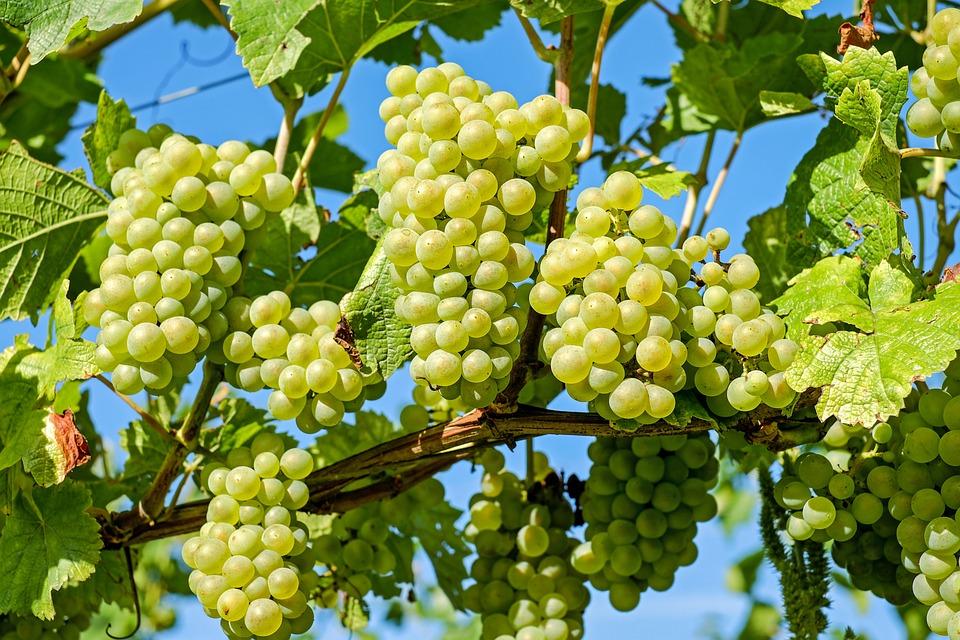 Visita a la Bodega Cantabria con Cata de Vinos y Aperitivo Tradicional