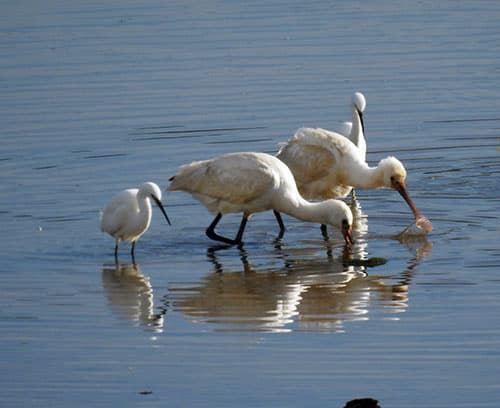 Observación de las aves de la ría de Villaviciosa