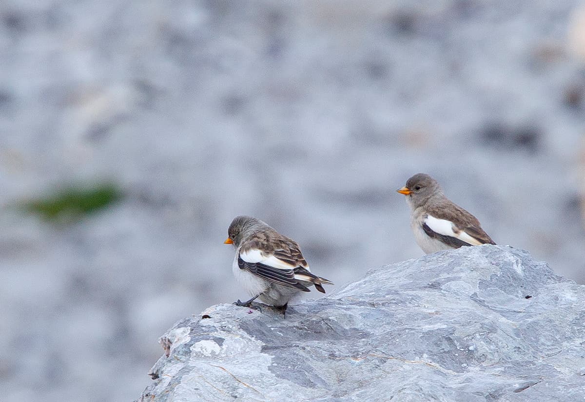 Avistamiento de aves Alpinas de Picos de Europa