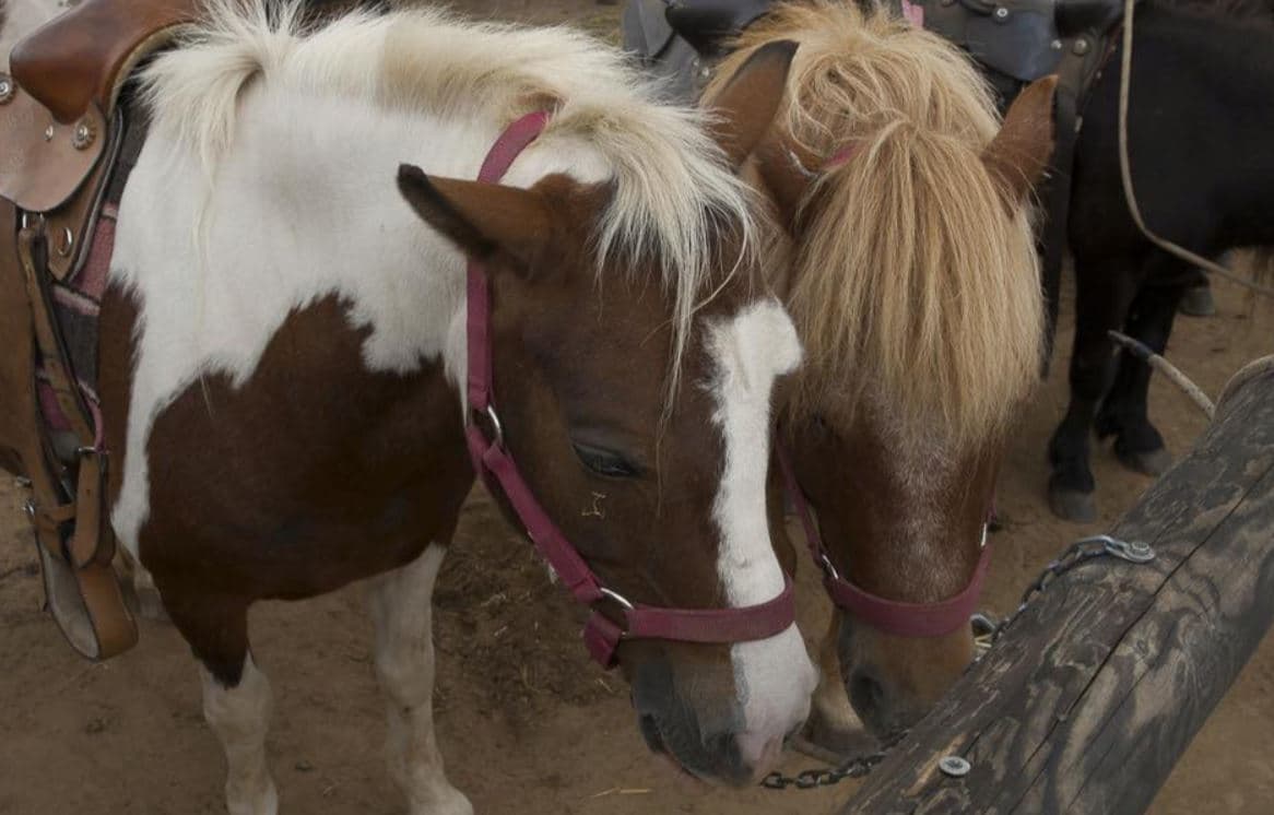 Bono de 12 paseos en verano en poni o burrito en Soano, Noja