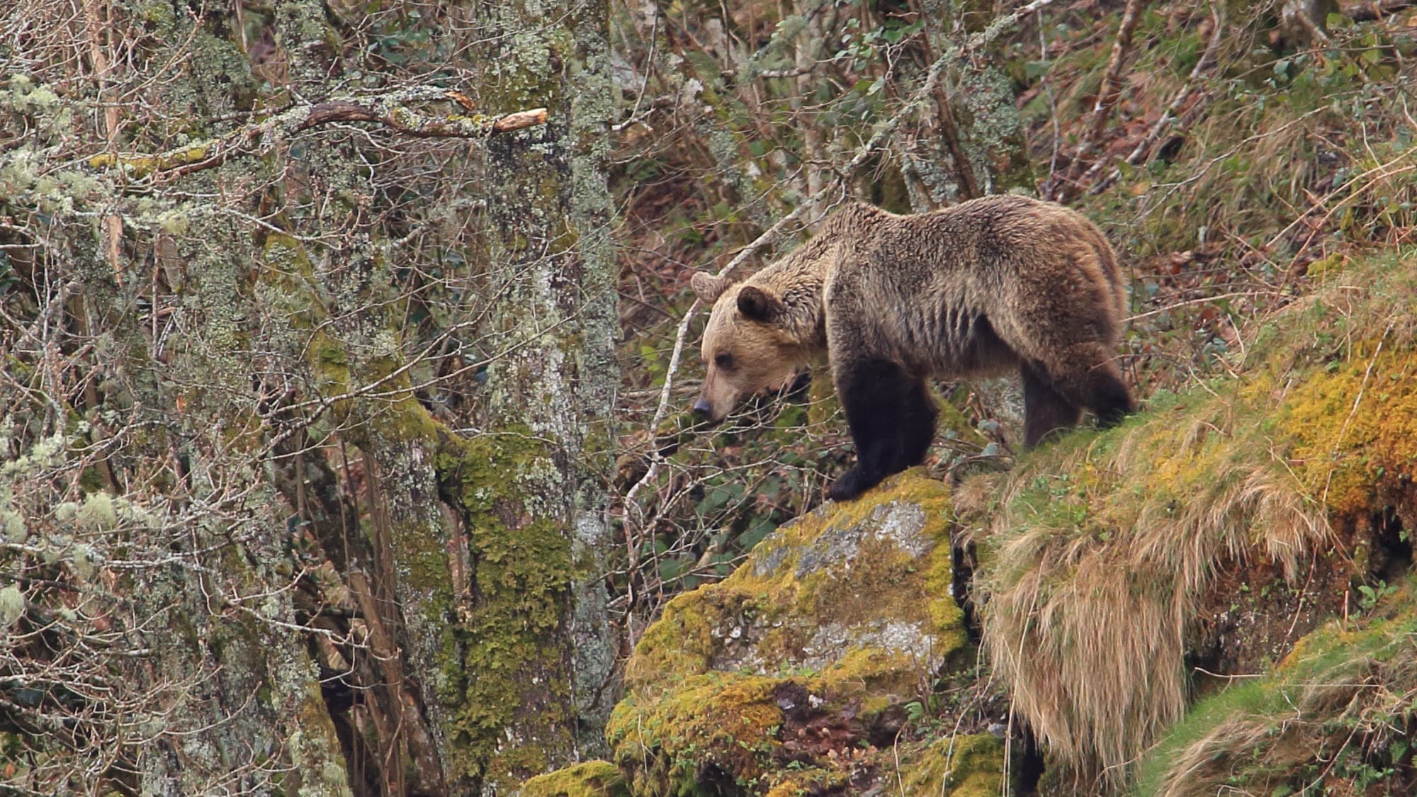 Avistamiento de oso pardo cantábrico