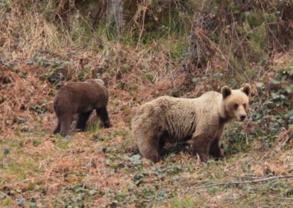 Avistamiento de oso pardo cantábrico + 2 noches de alojamiento para 2 personas