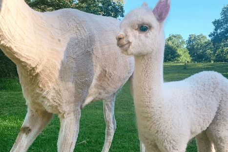 Visita privada a granja de alpacas y taller textil: Moda sostenible en acción