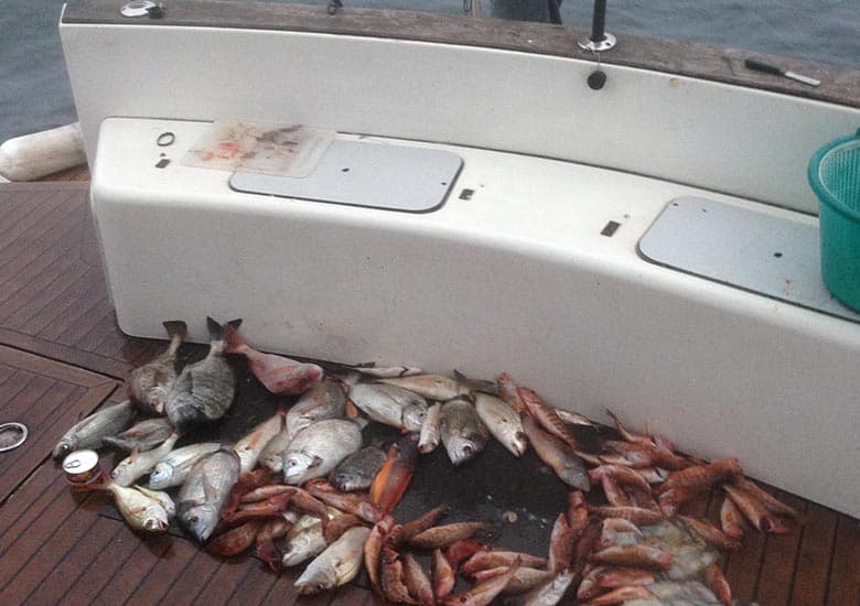 Pesca costera a bordo de un catamarán Lagoon 440: comodidad, técnica y aventura en Gijón