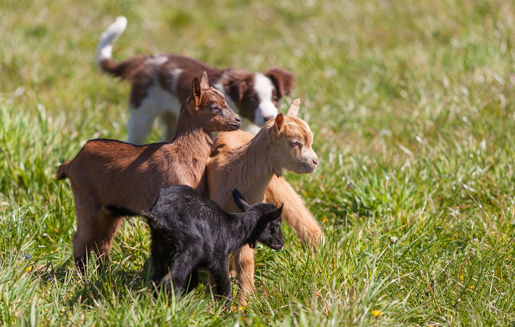 Experiencia ganadera y alojamiento en hotel rural asturiano