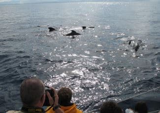 Avistamiento de aves marinas y cetáceos en catamarán
