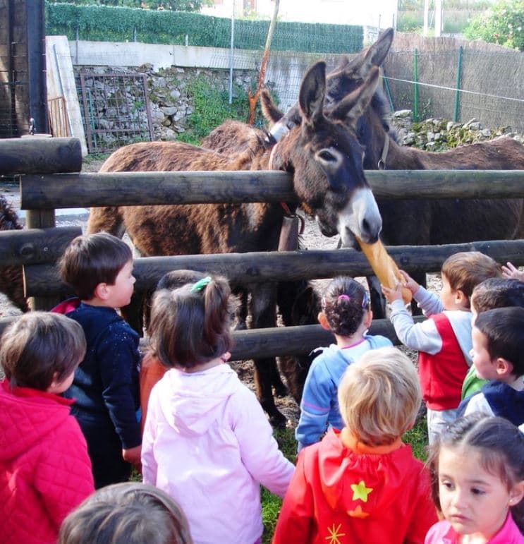Pack II: Familiar Safari en Dromedario: 2 Adultos + 2 Niños con Paseo en Poni Incluido