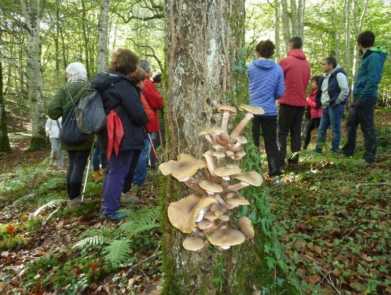 Guided Mycological Route in Udías