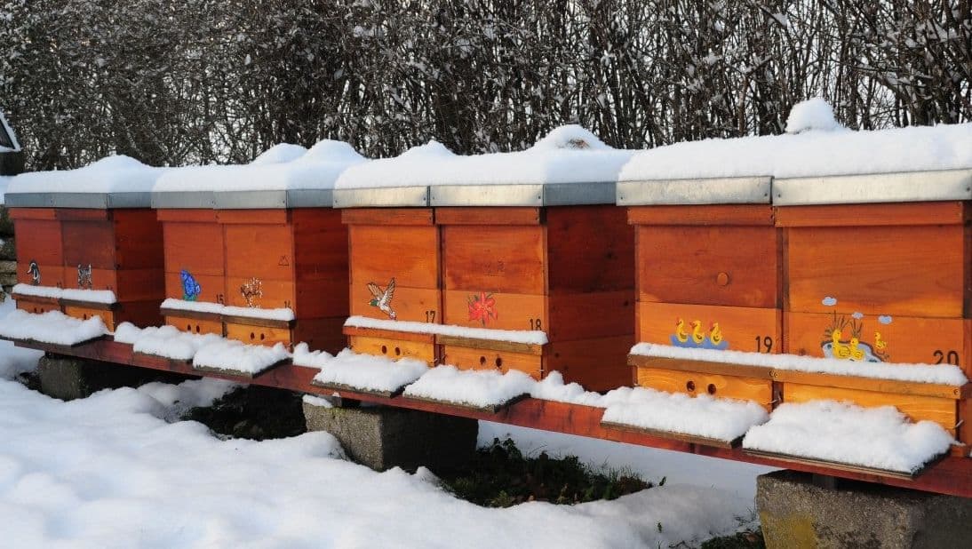 Autumn Beekeeping Jobs | Beekeeping Course