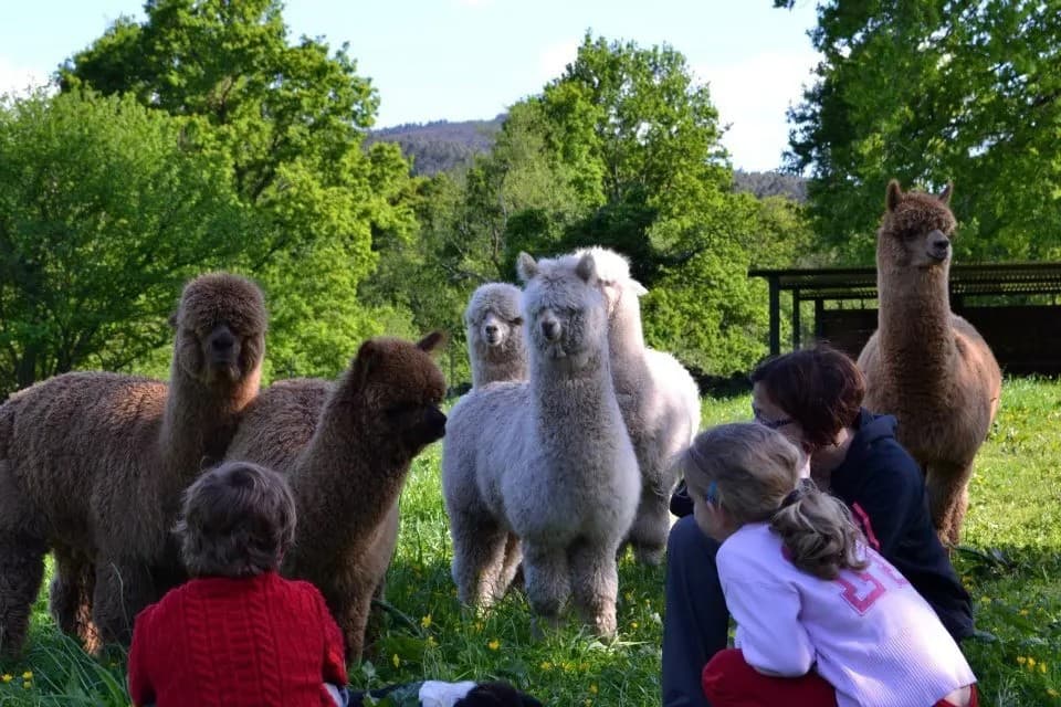 Private Alpaca Farm & Textile Workshop Tour: Sustainable Fashion in Action