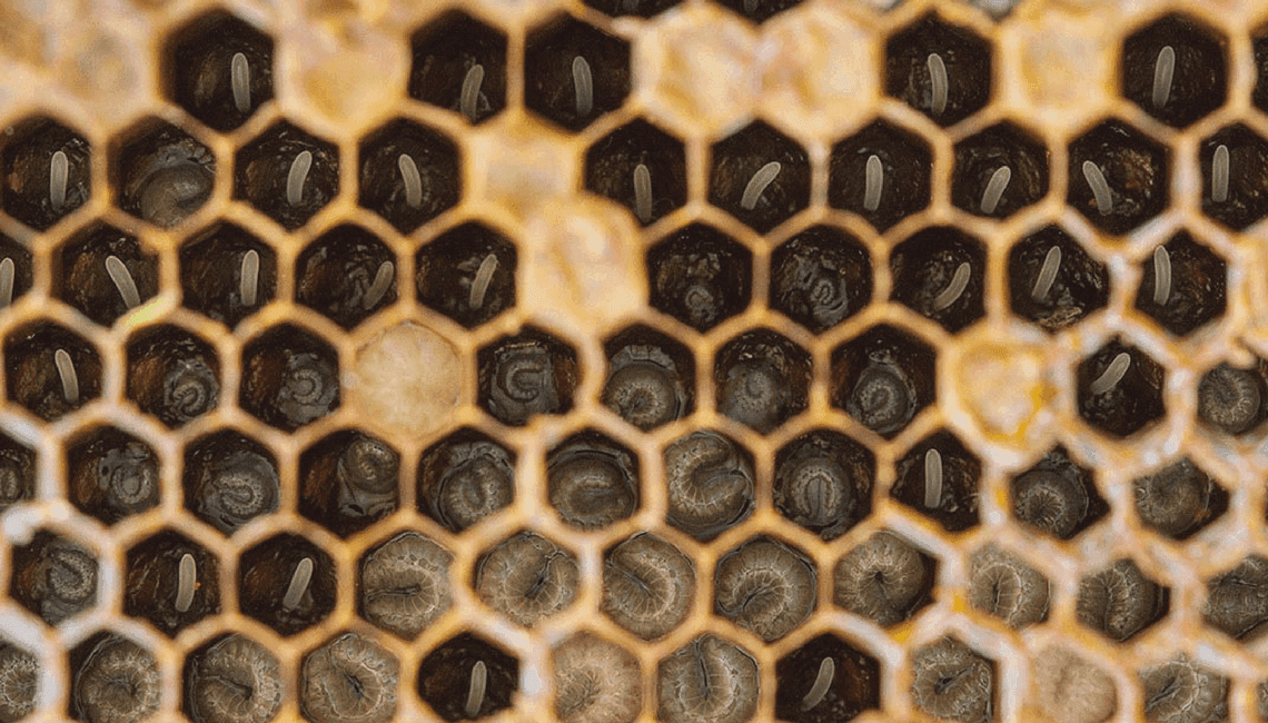 Beekeeping course: Learn how to multiply hives and take care of bees in initiation