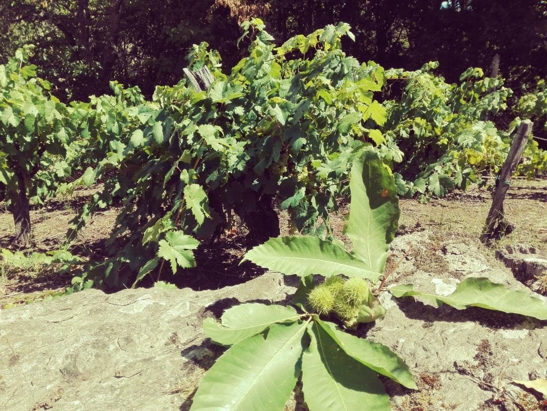 Baño de bosque en la Ribeira Sacra: Paseo consciente entre viñedos y soutos de castaños
