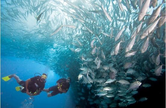 PADI Open Water Diver Course: Discover the Sea and Become a Certified Diver