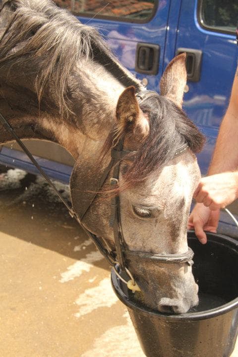 Pupilaje para caballos en Cantabria