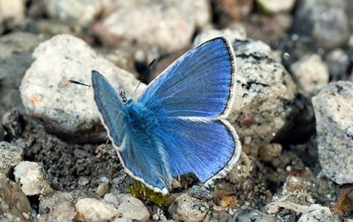 Mariposas de Somiedo