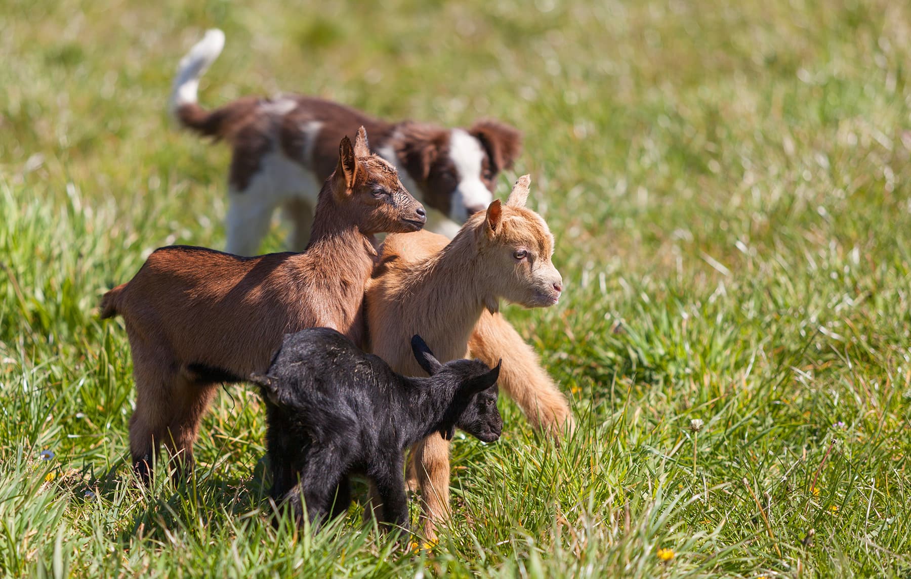 Livestock experience and accommodation in an Asturian rural hotel